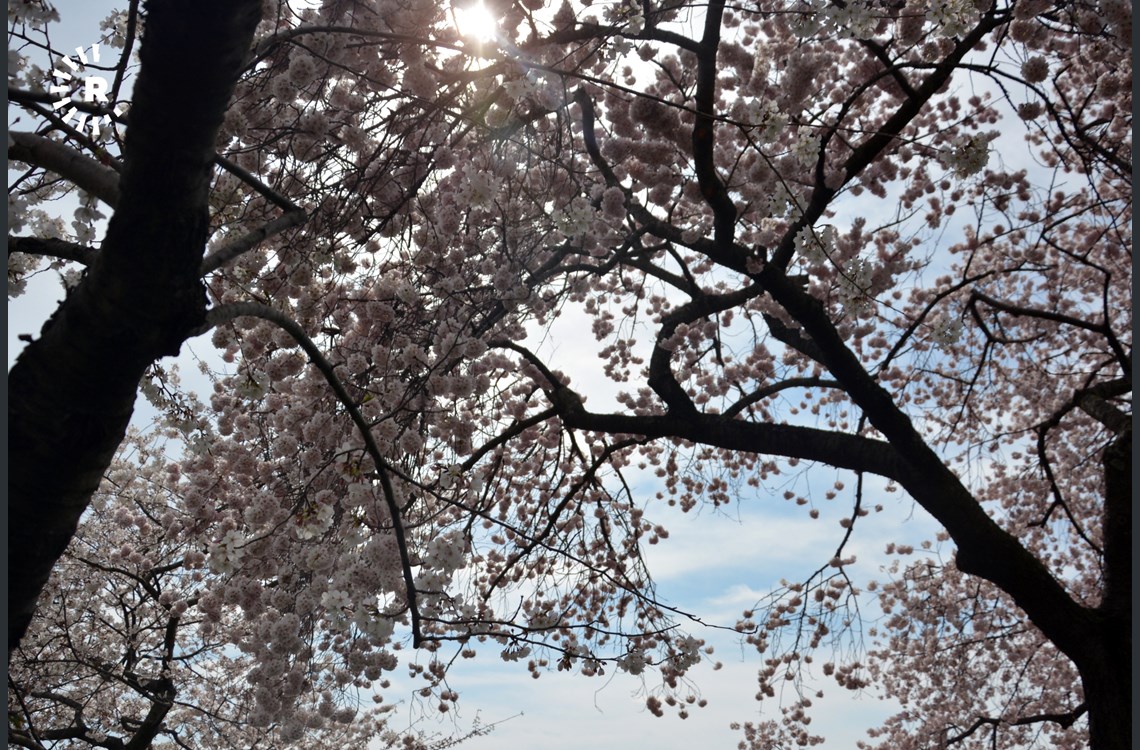 3,000-plus cherry trees blossom between March 20 and April 12 